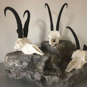 Chamois Skull