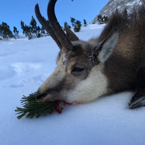 Alpine Chamois Hunting