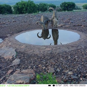 Trail Camera Barbary Sheep