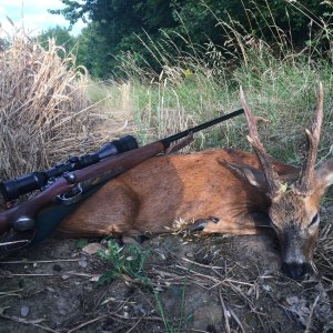 Roe Deer Hunting