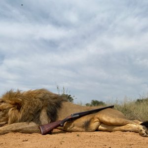 Lion Hunting South Africa