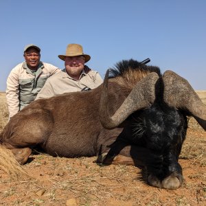 Black Wildebeest Hunting South Africa