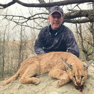 Caracal Hunt South Africa