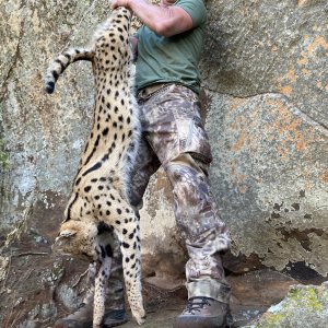 Serval Hunt South Africa