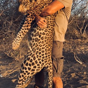 Leopard Hunt Namibia