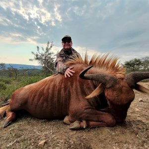 Golden Wildebeest Hunt South Africa