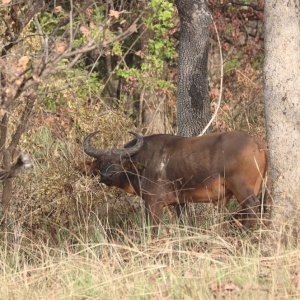 Western Buffalo Cameroon