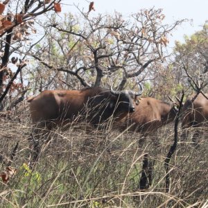 Western Buffalo  Cameroon