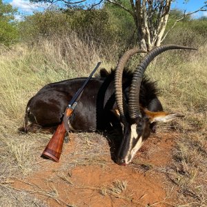 Sable Hunting South Africa