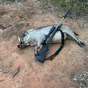 Warthog Hunting South Africa