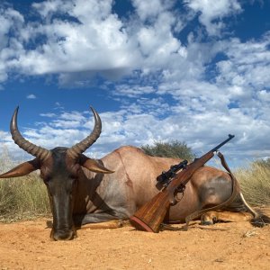 Tsessebe Hunting South Africa