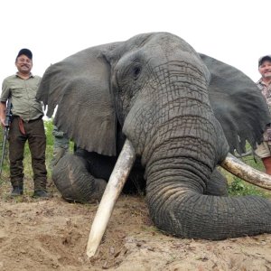 Elephant Hunting Zimbabwe