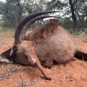 Roan Hunt South Africa