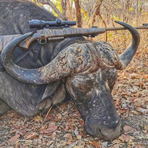 Buffalo Hunt Mozambique