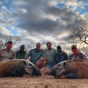 Bushpig Hunt Mozambique