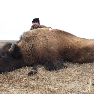 Bison Hunting South Dakota