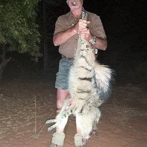 Aardwolf Hunting