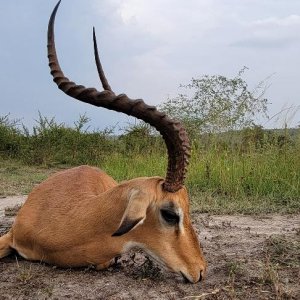 Impala Hunt Uganda