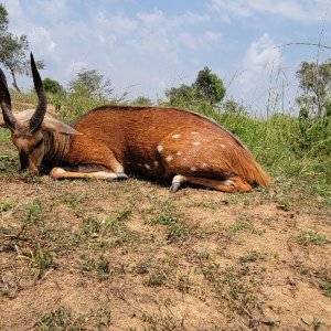 Bushbuck Hunt Uganda