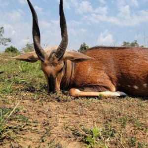 Bushbuck Hunt Uganda