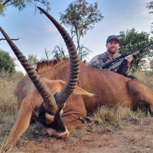 Roan Hunting South Africa