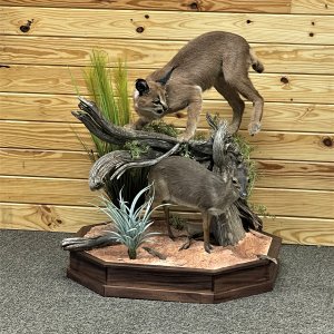 Caracal & Blue Duiker Full Mount Taxidermy