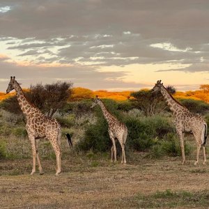 Giraffe Namibia