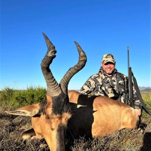 Red Hartebeest Hunting South Africa