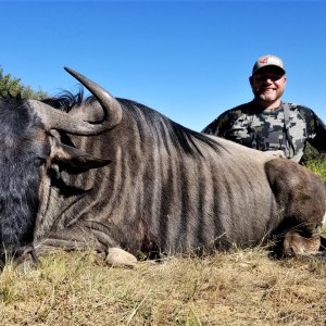 Blue Wildebeest Hunting South Africa