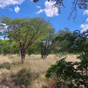 Scenery Bwabwata West Namibia