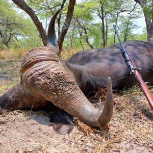 Buffalo Hunting Bwabwata West Namibia