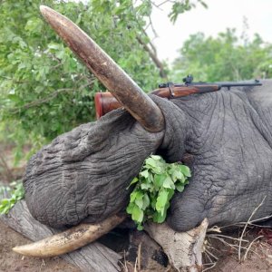 Elephant Hunting Bwabwata West Namibia