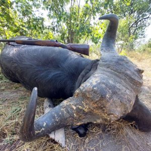 Buffalo Hunting Bwabwata West Namibia