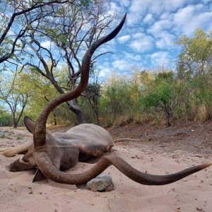 Kudu Hunting Bwabwata West Namibia