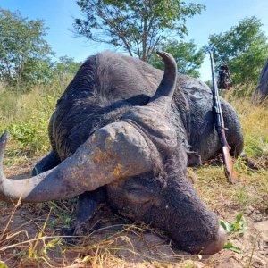 Buffalo Hunting Bwabwata West Namibia