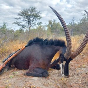 Sable Hunting Bwabwata West Namibia