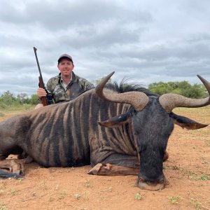 Blue Wildebeest Hunting South Africa