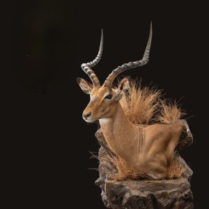 Impala Wall Pedestal Mount Taxidermy