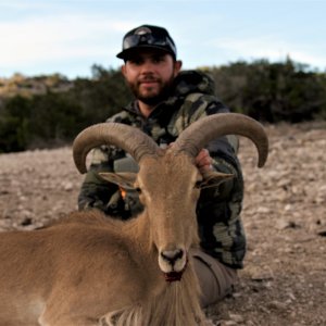 Aoudad Sheep