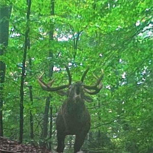 Red Stag Romania