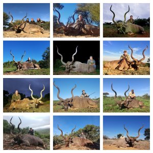 Hunting Kudu South Africa