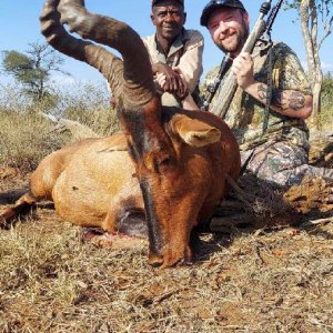 Red Hartebeest Hunt South Africa