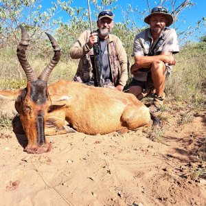 Red Hartebeest Hunt South Africa