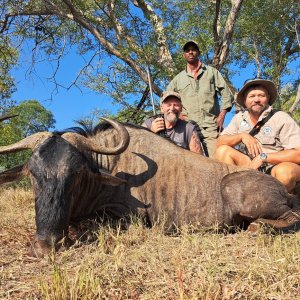 Blue Wildebeest Hunt South Africa