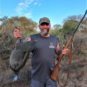 Guinea Fowl Hunt South Africa