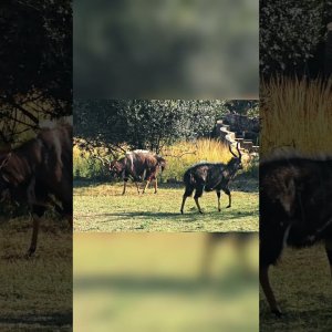 Nyala Pre-Fight Ritual South Africa