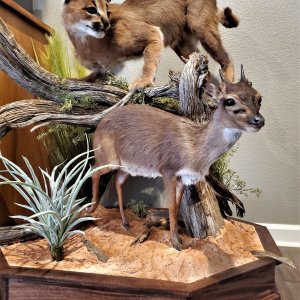 Caracal & Blue Duiker Full Mount Taxidermy