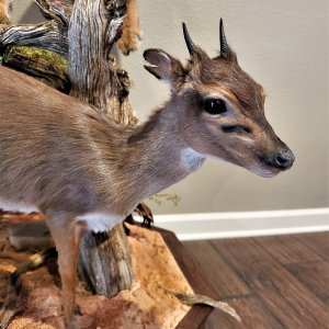 Caracal & Blue Duiker Full Mount Taxidermy