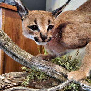 Caracal & Blue Duiker Full Mount Taxidermy