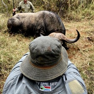 Buffalo Hunting South Africa